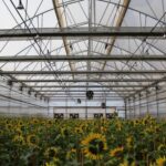 invernadero interior cosecha flores estructura techo corteva 3